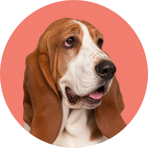 Retrato em ângulo três quartos de cachorro da raça Basset Hound em fundo coral