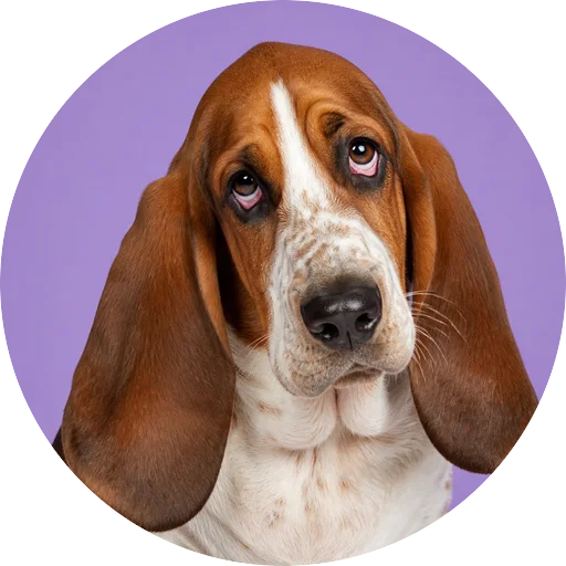Retrato de cachorro da raça Basset Hound com leve inclinação da cabeça em fundo lilás