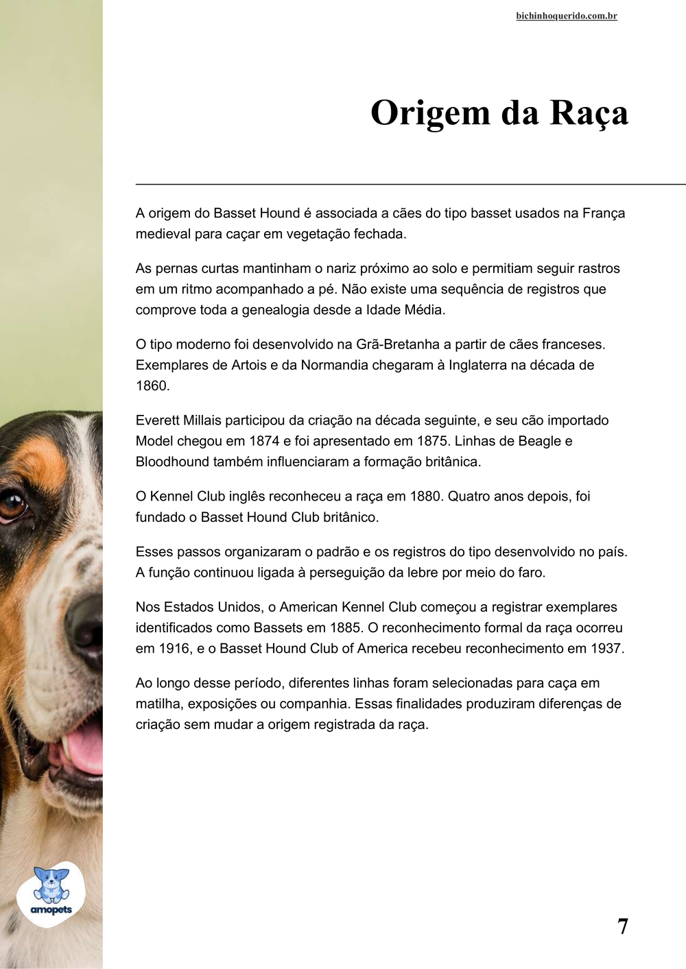 origem da raça no e-book Guia de Como Cuidar do Basset Hound