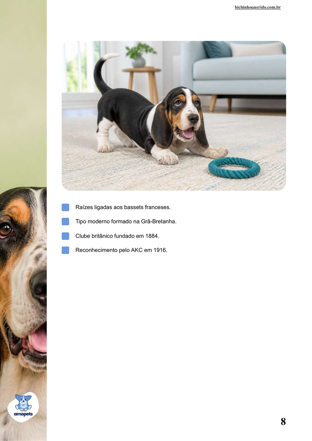 características do Basset Hound no e-book Guia de Como Cuidar do Basset Hound