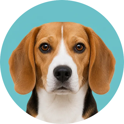 Retrato frontal de cachorro da raça Beagle em fundo turquesa