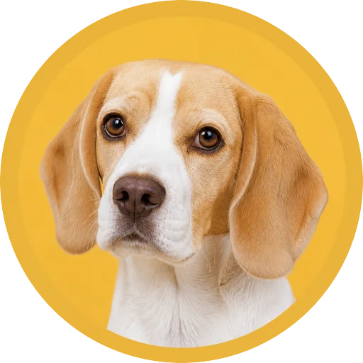 Retrato em ângulo três quartos de cachorro da raça Beagle em fundo mostarda