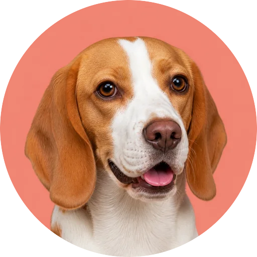 Retrato em ângulo três quartos de cachorro da raça Beagle em fundo coral