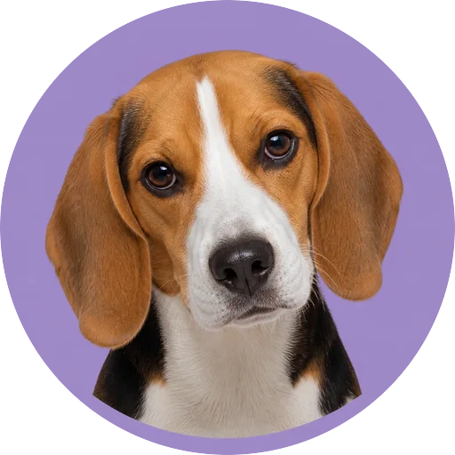 Retrato de cachorro da raça Beagle com leve inclinação da cabeça em fundo lilás
