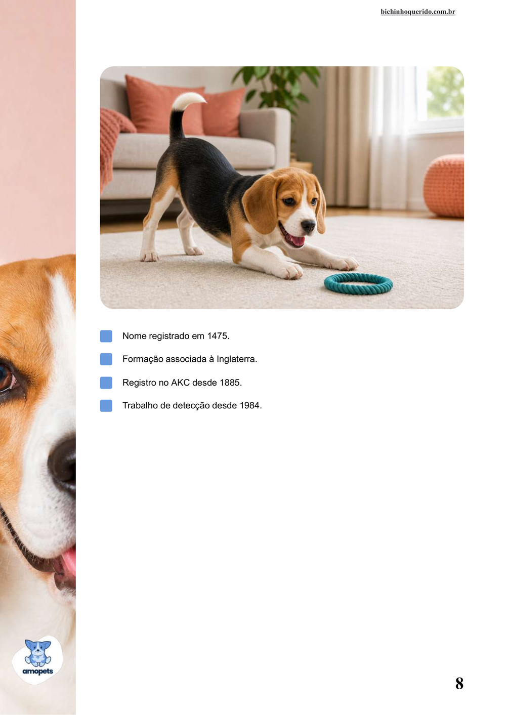 características do Beagle no e-book Guia de Como Cuidar do Beagle