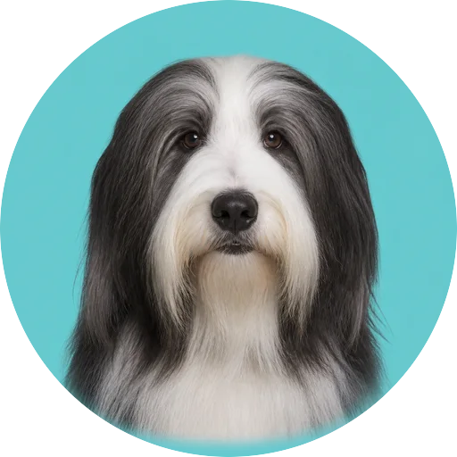 Retrato frontal de cachorro da raça Bearded Collie em fundo turquesa