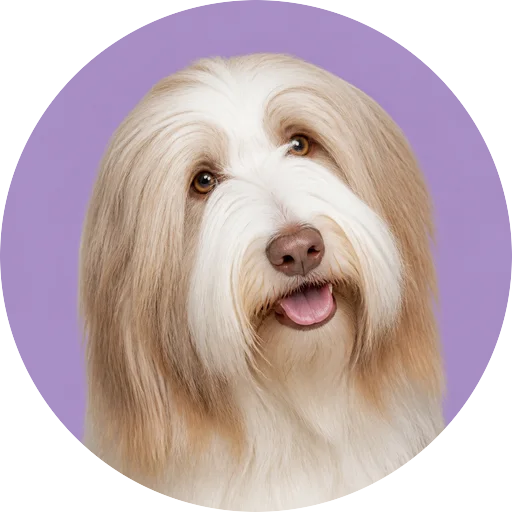 Retrato de cachorro da raça Bearded Collie com leve inclinação da cabeça em fundo lilás