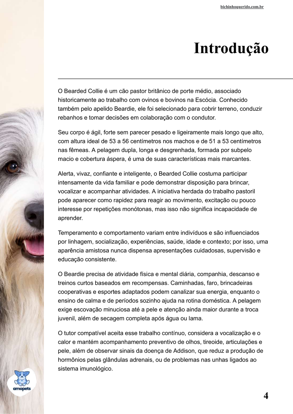introdução do e-book Guia de Como Cuidar do Bearded Collie