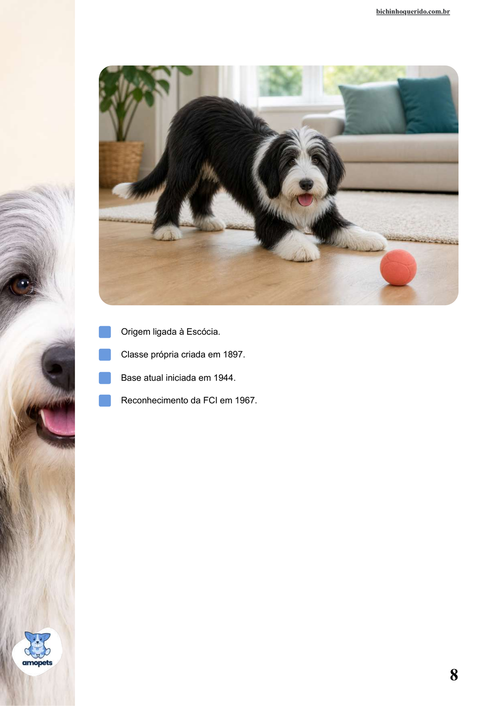 características do Bearded Collie no e-book Guia de Como Cuidar do Bearded Collie