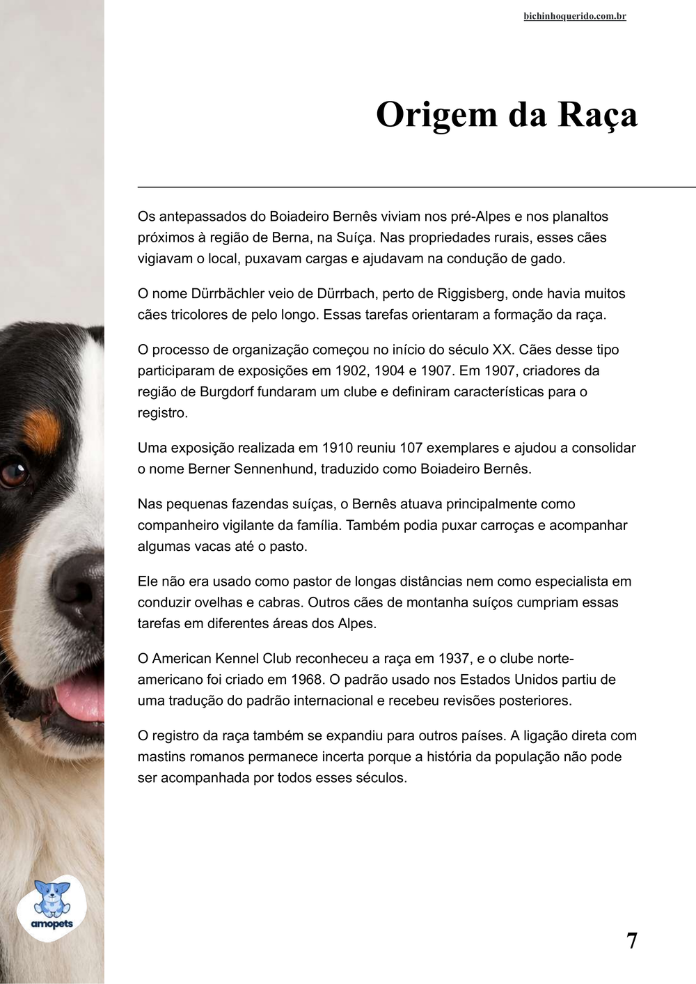origem da raça no e-book Guia de Como Cuidar do Bernese