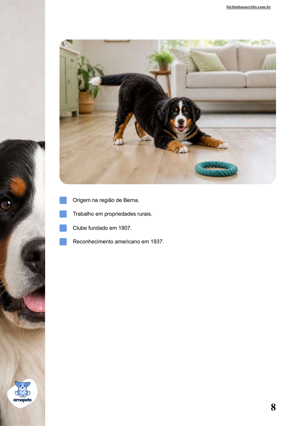características do Bernese no e-book Guia de Como Cuidar do Bernese