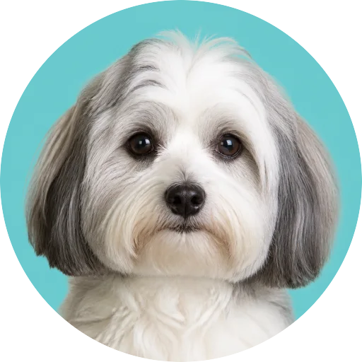 Retrato frontal de cachorro da raça Bichon Havanês em fundo turquesa