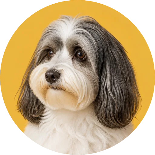 Retrato em ângulo três quartos de cachorro da raça Bichon Havanês em fundo mostarda