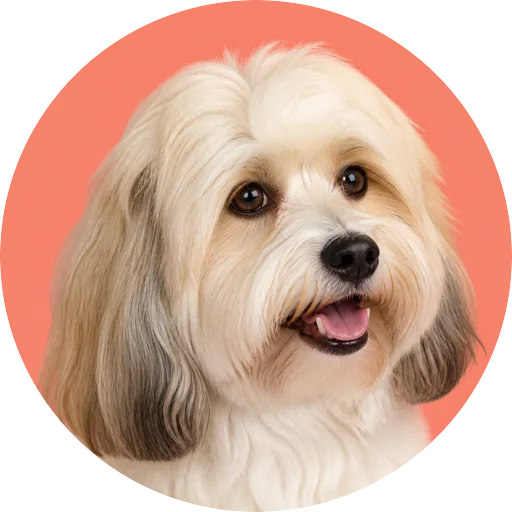 Retrato em ângulo três quartos de cachorro da raça Bichon Havanês em fundo coral