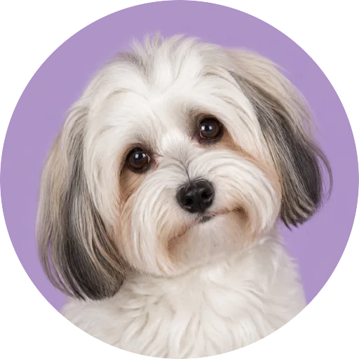Retrato de cachorro da raça Bichon Havanês com leve inclinação da cabeça em fundo lilás