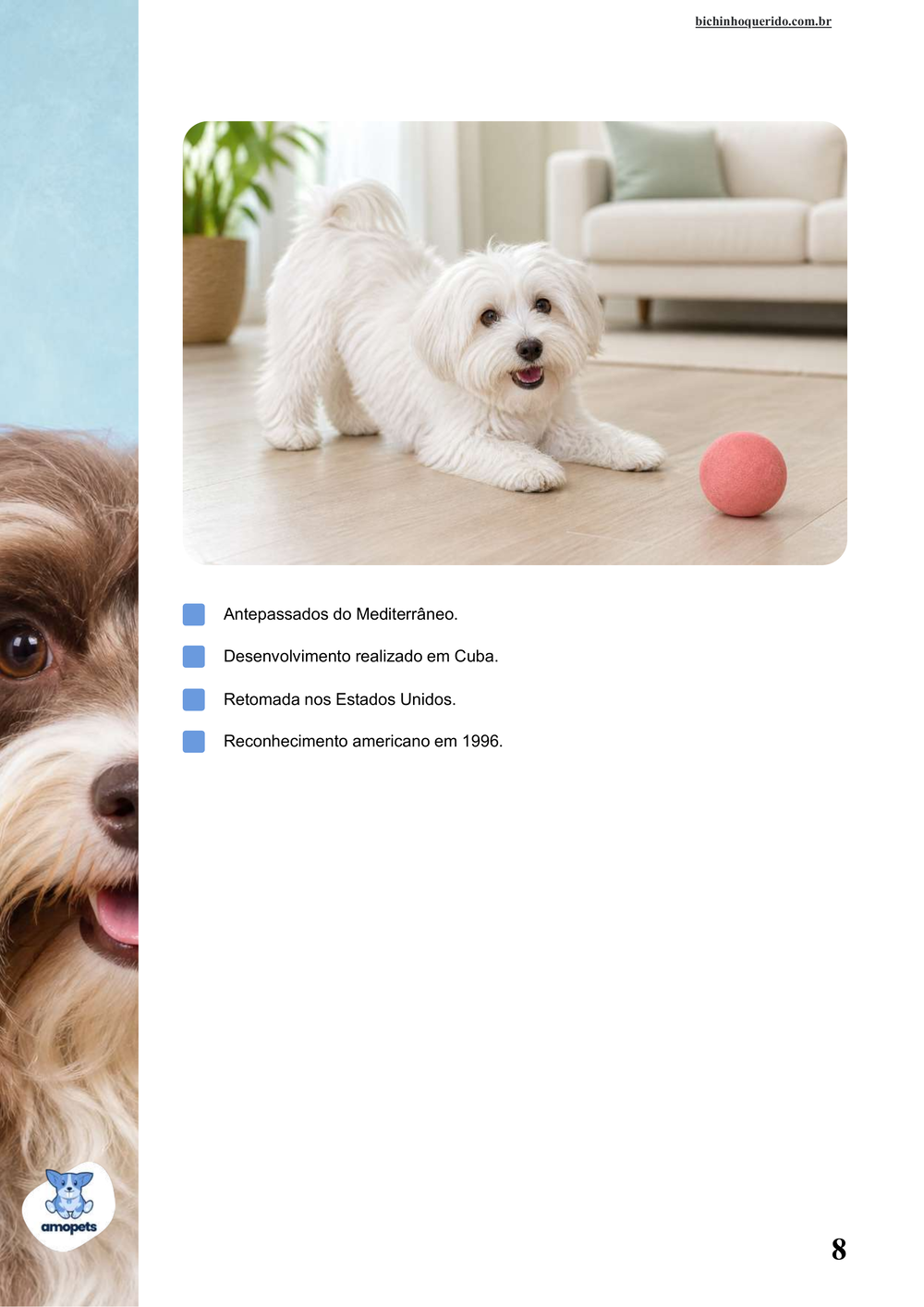 características do Bichon Havanês no e-book Guia de Como Cuidar do Bichon Havanês