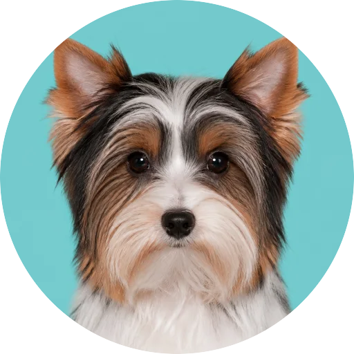 Retrato frontal de cachorro da raça Biewer Terrier em fundo turquesa