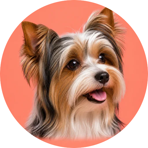 Retrato em ângulo três quartos de cachorro da raça Biewer Terrier em fundo coral