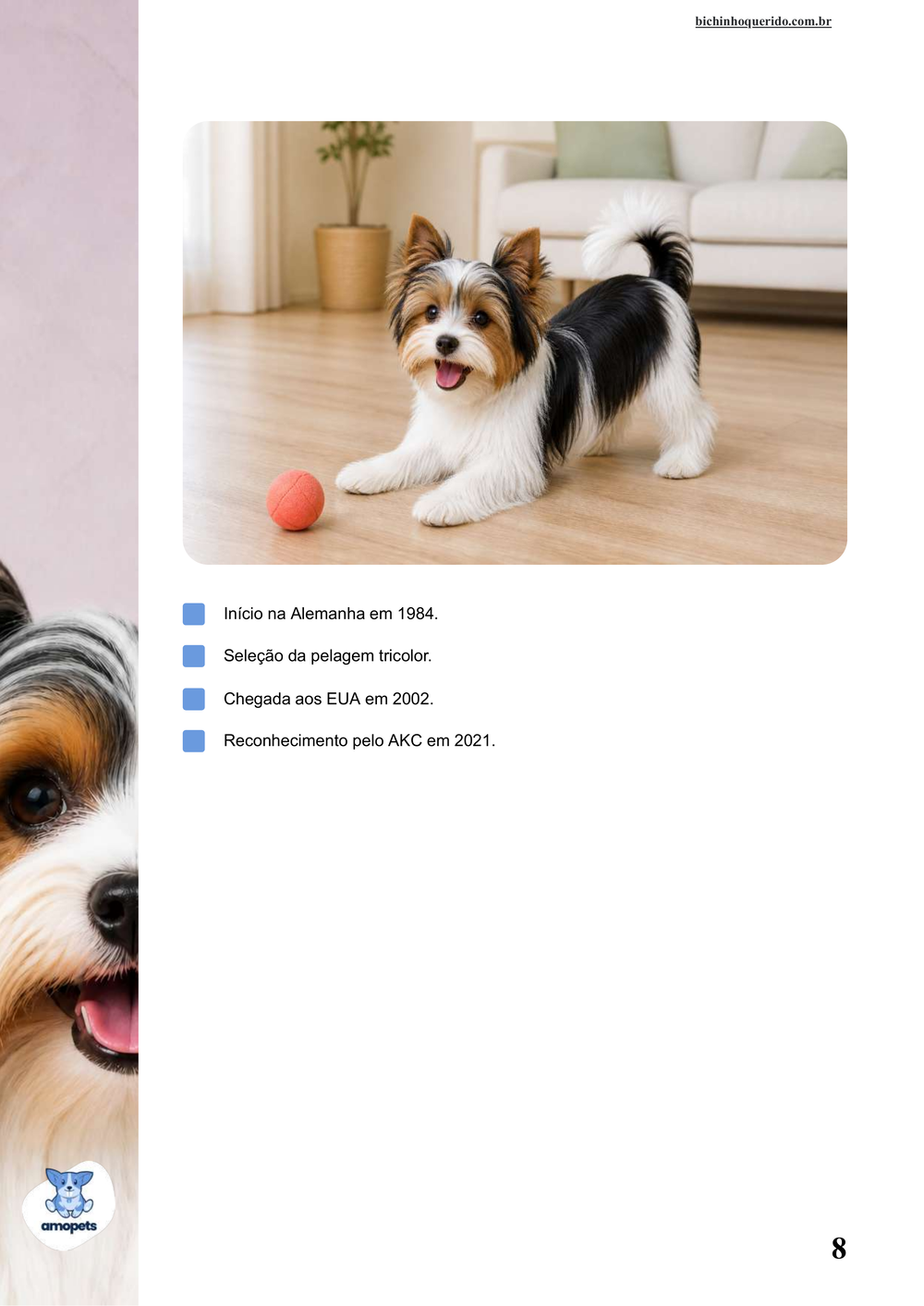 características do Biewer Terrier no e-book Guia de Como Cuidar do Biewer Terrier