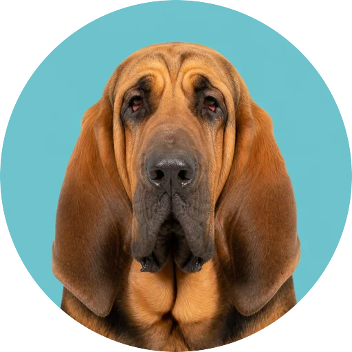 Retrato frontal de cachorro da raça Bloodhound em fundo turquesa