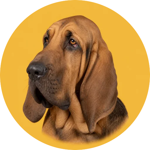 Retrato em ângulo três quartos de cachorro da raça Bloodhound em fundo mostarda