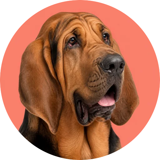 Retrato em ângulo três quartos de cachorro da raça Bloodhound em fundo coral