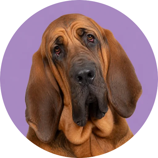 Retrato de cachorro da raça Bloodhound com leve inclinação da cabeça em fundo lilás