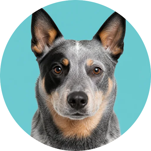 Retrato frontal de cachorro da raça Blue Heeler em fundo turquesa