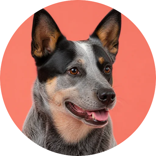 Retrato em ângulo três quartos de cachorro da raça Blue Heeler em fundo coral