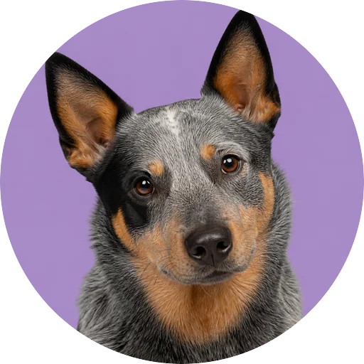 Retrato de cachorro da raça Blue Heeler com leve inclinação da cabeça em fundo lilás