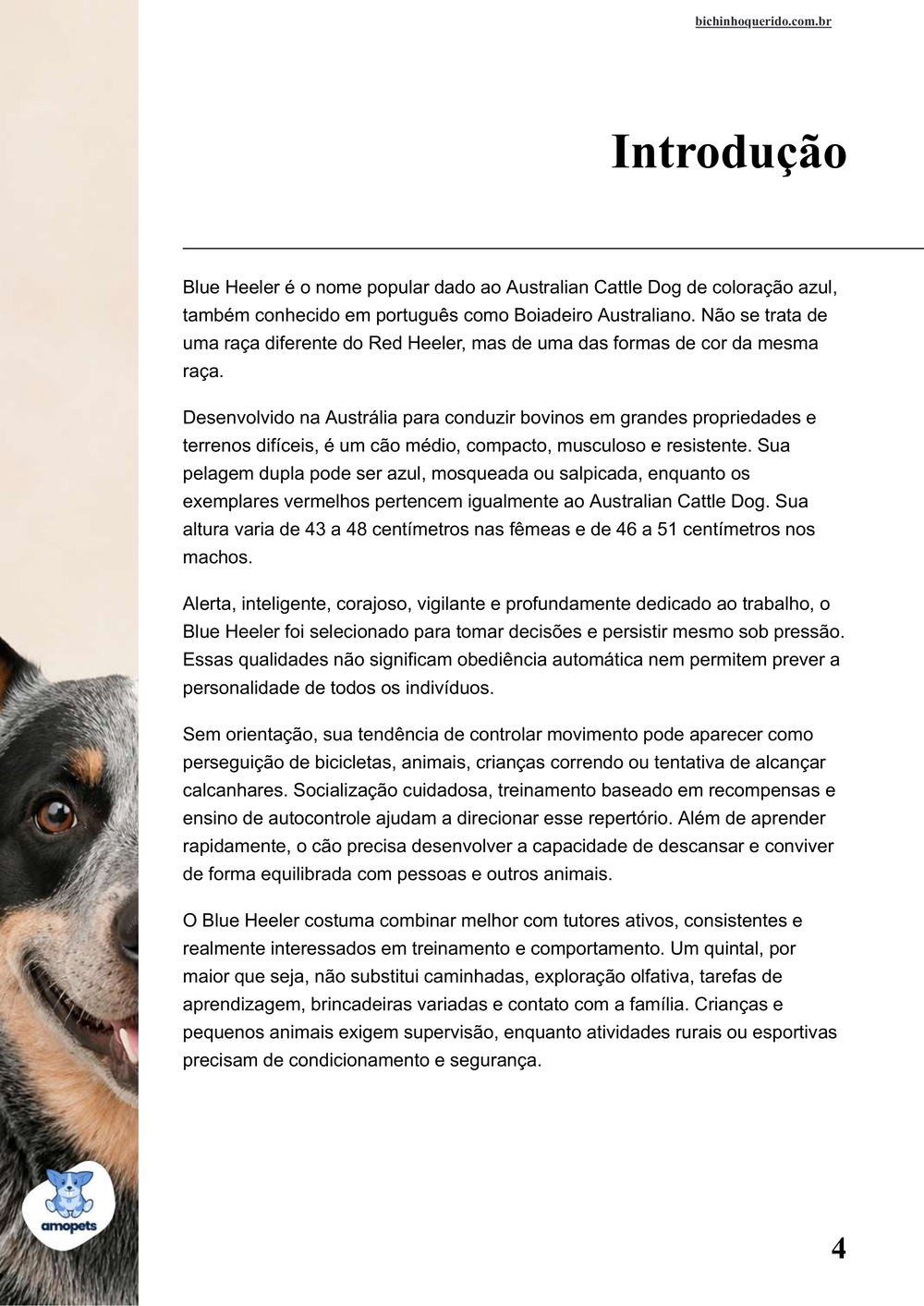 introdução do e-book Guia de Como Cuidar do Blue Heeler