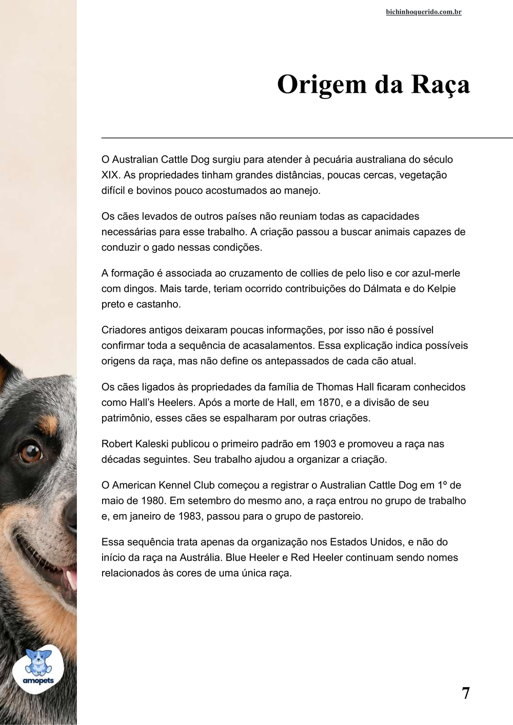 origem da raça no e-book Guia de Como Cuidar do Blue Heeler