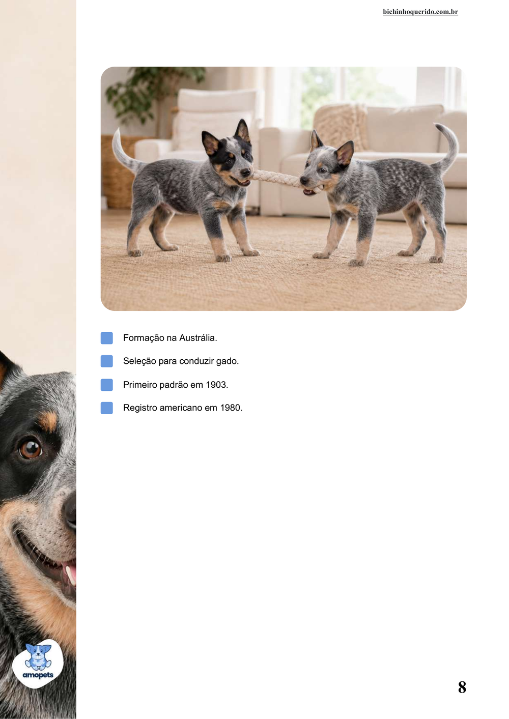 características do Blue Heeler no e-book Guia de Como Cuidar do Blue Heeler