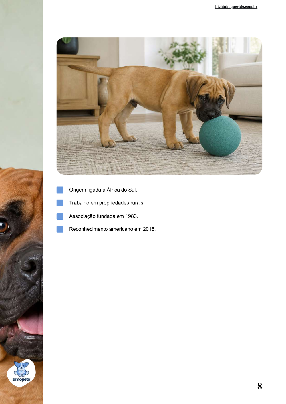 características do Boerboel no e-book Guia de Como Cuidar do Boerboel
