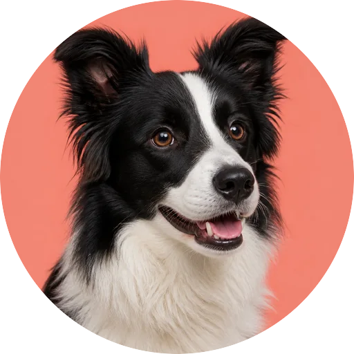 Retrato em ângulo três quartos de cachorro da raça Border Collie em fundo coral