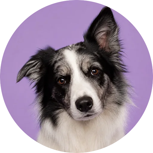 Retrato de cachorro da raça Border Collie com leve inclinação da cabeça em fundo lilás