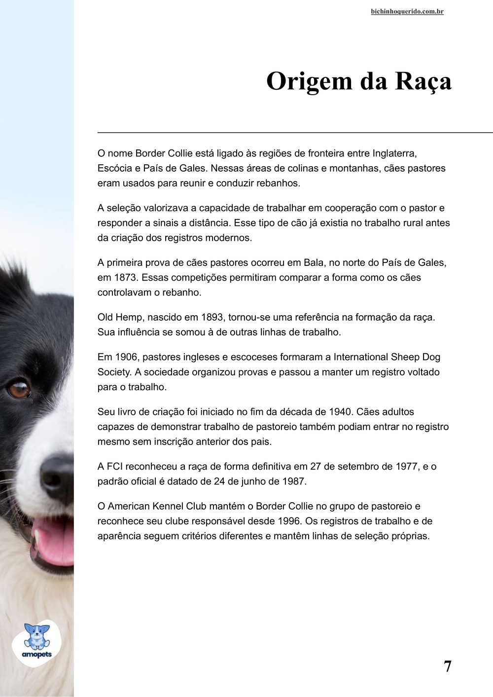 origem da raça no e-book Guia de Como Cuidar do Border Collie