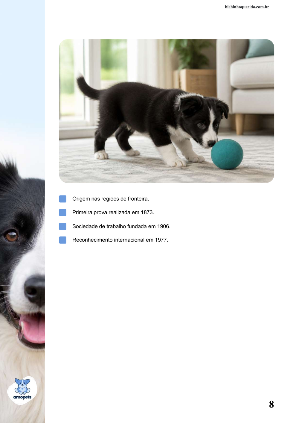 características do Border Collie no e-book Guia de Como Cuidar do Border Collie