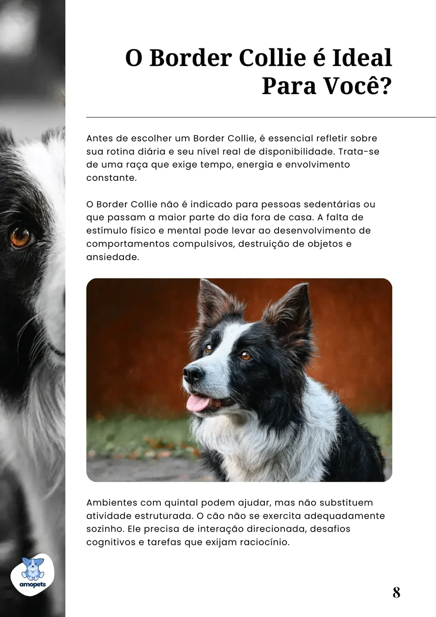 página interna do e-book Guia de Como Cuidar do Border Collie