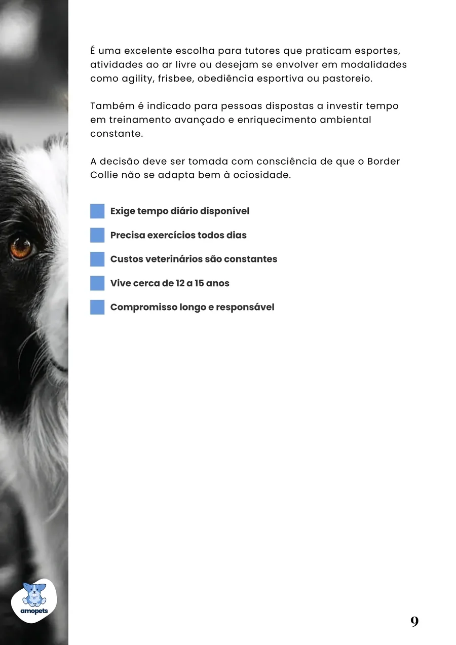 página interna do e-book Guia de Como Cuidar do Border Collie