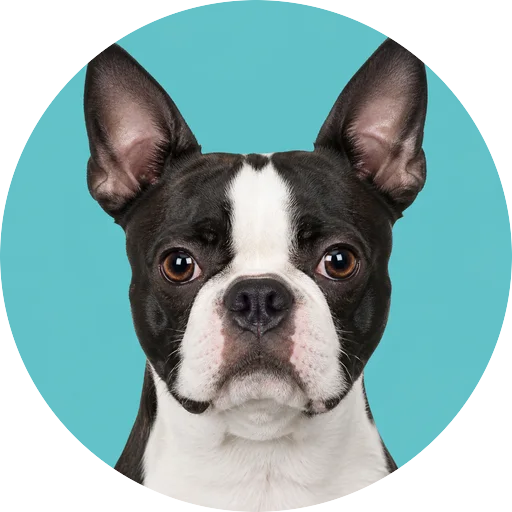Retrato frontal de cachorro da raça Boston Terrier em fundo turquesa