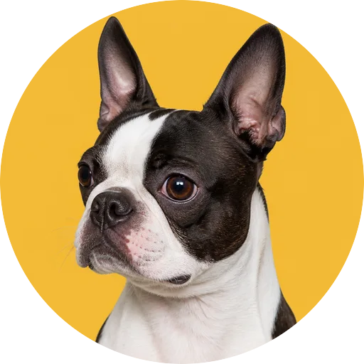 Retrato em ângulo três quartos de cachorro da raça Boston Terrier em fundo mostarda