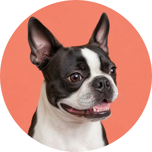 Retrato em ângulo três quartos de cachorro da raça Boston Terrier em fundo coral
