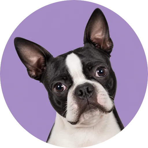 Retrato de cachorro da raça Boston Terrier com leve inclinação da cabeça em fundo lilás