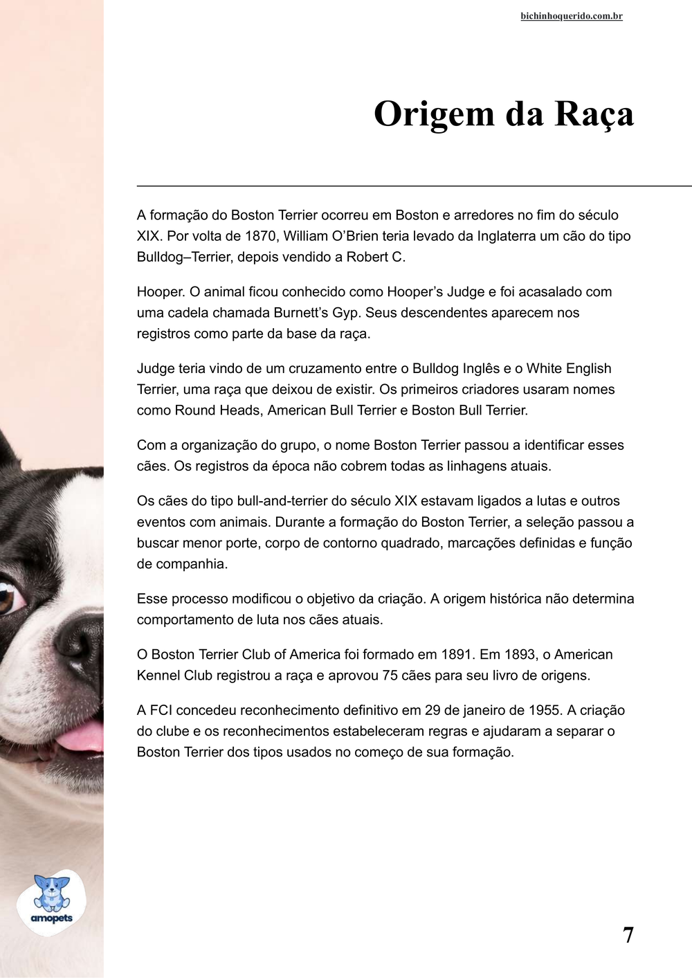origem da raça no e-book Guia de Como Cuidar do Boston Terrier