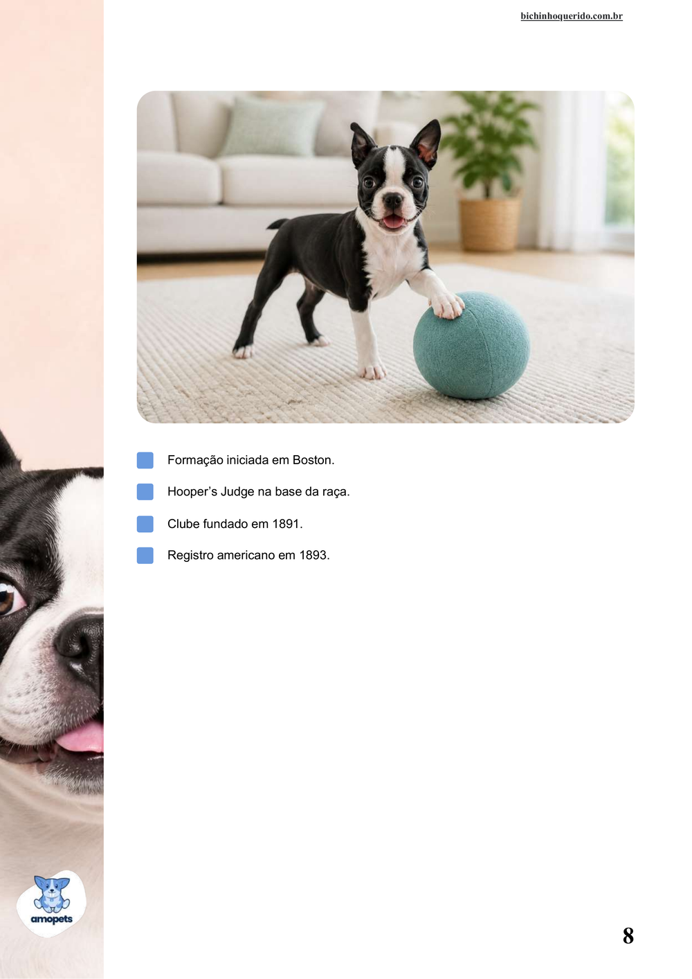 características do Boston Terrier no e-book Guia de Como Cuidar do Boston Terrier
