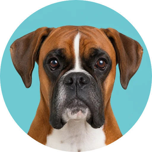 Retrato frontal de cachorro da raça Boxer em fundo turquesa