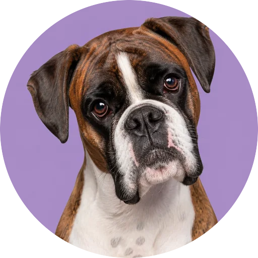 Retrato de cachorro da raça Boxer com leve inclinação da cabeça em fundo lilás