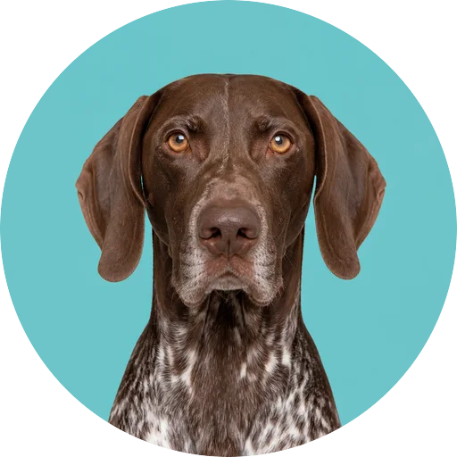 Retrato frontal de cachorro da raça Braco Alemão em fundo turquesa