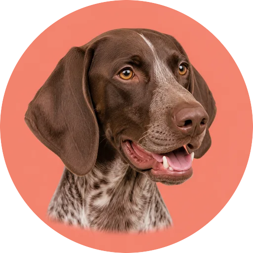 Retrato em ângulo três quartos de cachorro da raça Braco Alemão em fundo coral